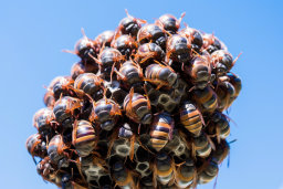 a group of bees on a ball