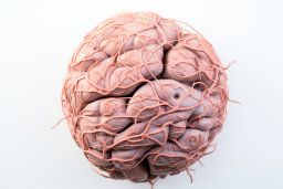 un gros plan d'un cerveau