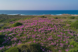 Field of Pink Flowers Overlooking the Sea