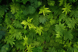 Dense Fern Canopy from Above