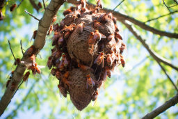 a group of bees on a tree