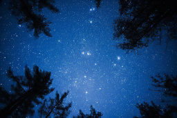 étoiles dans le ciel avec des arbres