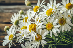 Fresh Daisy Flowers on Wooden Background