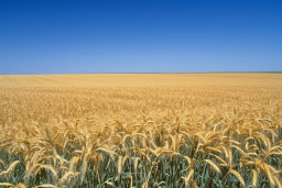 Vast Wheat Field Under Blue Sky