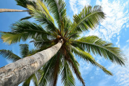 Upward View of a Palm Tree
