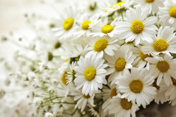 Close-Up of White Daisy Flowers