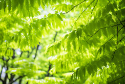 Sunlight Through Fresh Green Leaves