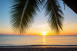 Un palmier laisse sur une plage