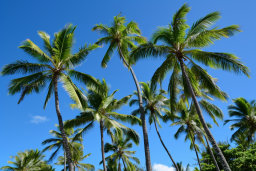 Tropical Palm Trees Against Blue Sky