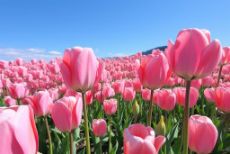 Pink Tulip Field Under Blue Sky