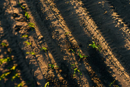 Rows of Young Plants in Sunlight
