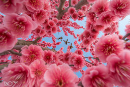 a group of bees flying in a tree with pink flowers