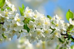 White Cherry Blossom Cluster Against Blue Sky
