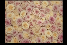 Bed of Pastel Roses