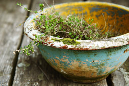 Weathered Bowl with Plants