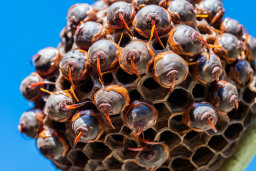 a close up of a bee hive