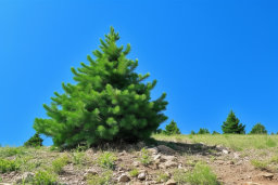 Vibrant Pine Tree Against Clear Blue Sky