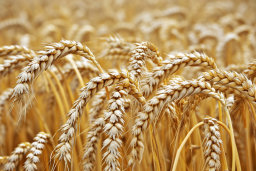 Golden Wheat Field Close-Up