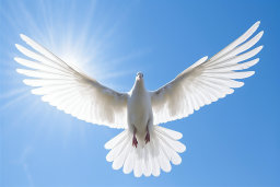 Une colombe blanche volant dans le ciel