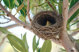 Bird in a Nest on a Tree Branch