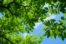 Green Leaves Against Blue Sky