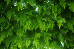 Dense Green Foliage Under Sunlight