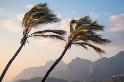 palm trees blowing in the wind