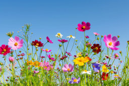 Vibrant Wildflowers Under a Clear Blue Sky