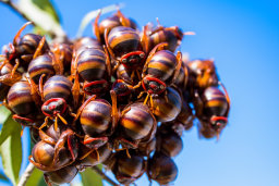 a group of bugs on a plant
