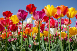 Vibrant Field of Colorful Tulips