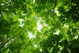 Canopy of Green Leaves Against the Sky