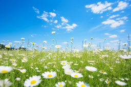 Un campo de flores blancas y cielo azul