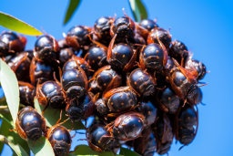 a group of bugs on a tree