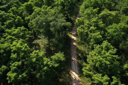 Aerial View of Forest Path