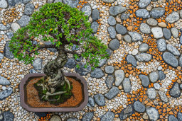 Bonsai Tree on Decorative Pebble Art
