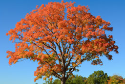Vibrant Autumn Tree Against Blue Sky