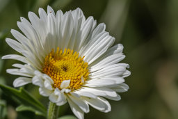 Close-up of a White Daisy