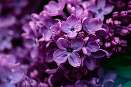 Close-up of Purple Lilac Blossoms