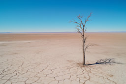 Solitary Tree in a Vast Desert
