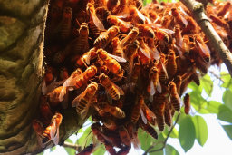 a group of bees on a tree