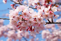 eine Nahaufnahme eines Baumes mit rosa Blumen
