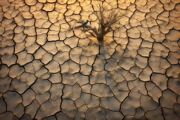 Tree and Bird on Cracked Desert Ground