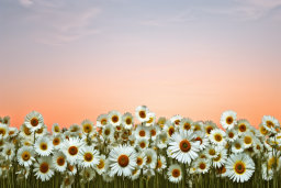 Field of Daisies at Sunset