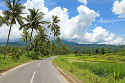 Tropical Road and Lush Landscape