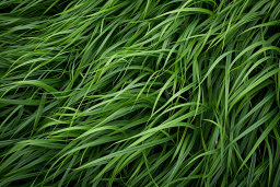 Lush Green Grass Texture