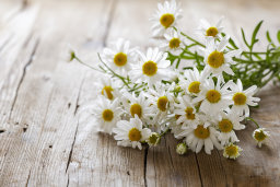 Fresh Chamomile Flowers on Wooden Surface