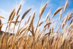 Golden Wheat Field Close-Up