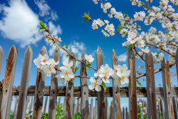 Cherry Blossoms Over Rustic Fence