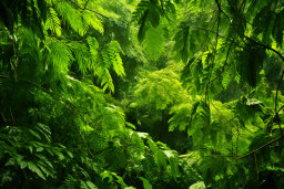 Lush Green Tropical Rainforest Canopy