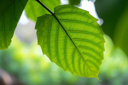 Backlit Green Leaf Detail